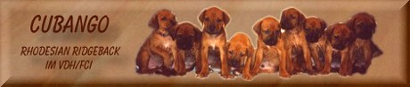 Cubango Rhodesian Ridgebacks