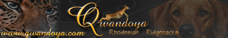 QWANDOYA Rhodesian Ridgebacks